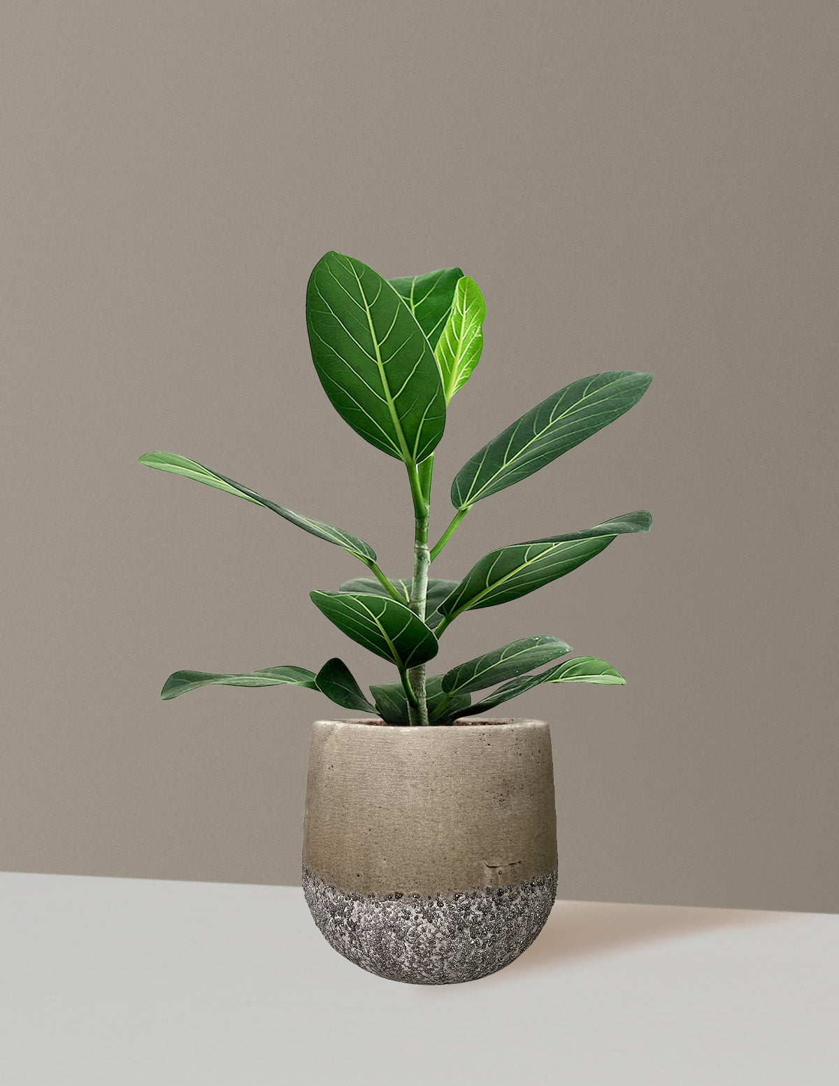 Ficus Audrey Bush