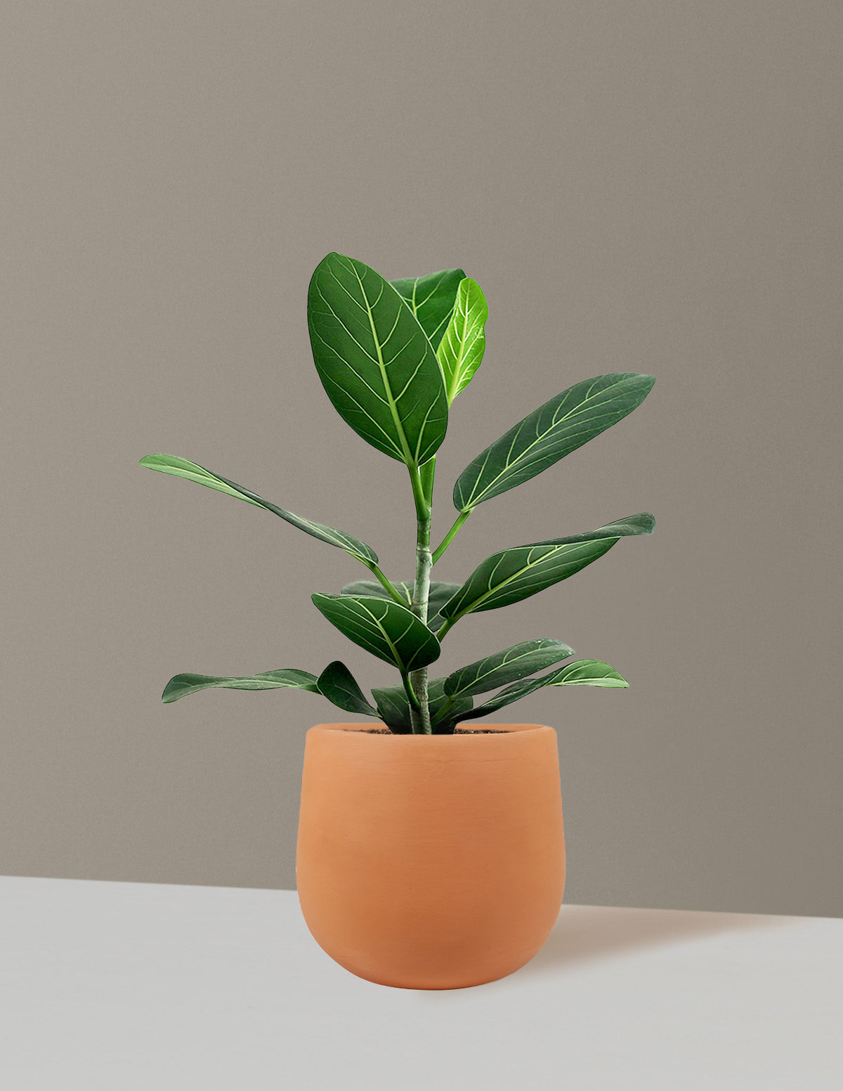 bundle | Small | Raven | Terracotta