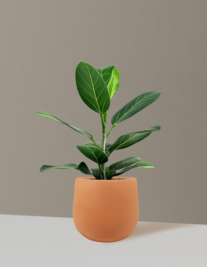 Ficus Audrey Bush