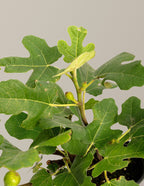 Fignominal Fig