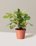 bundle | 1 Quart | Grow Pot