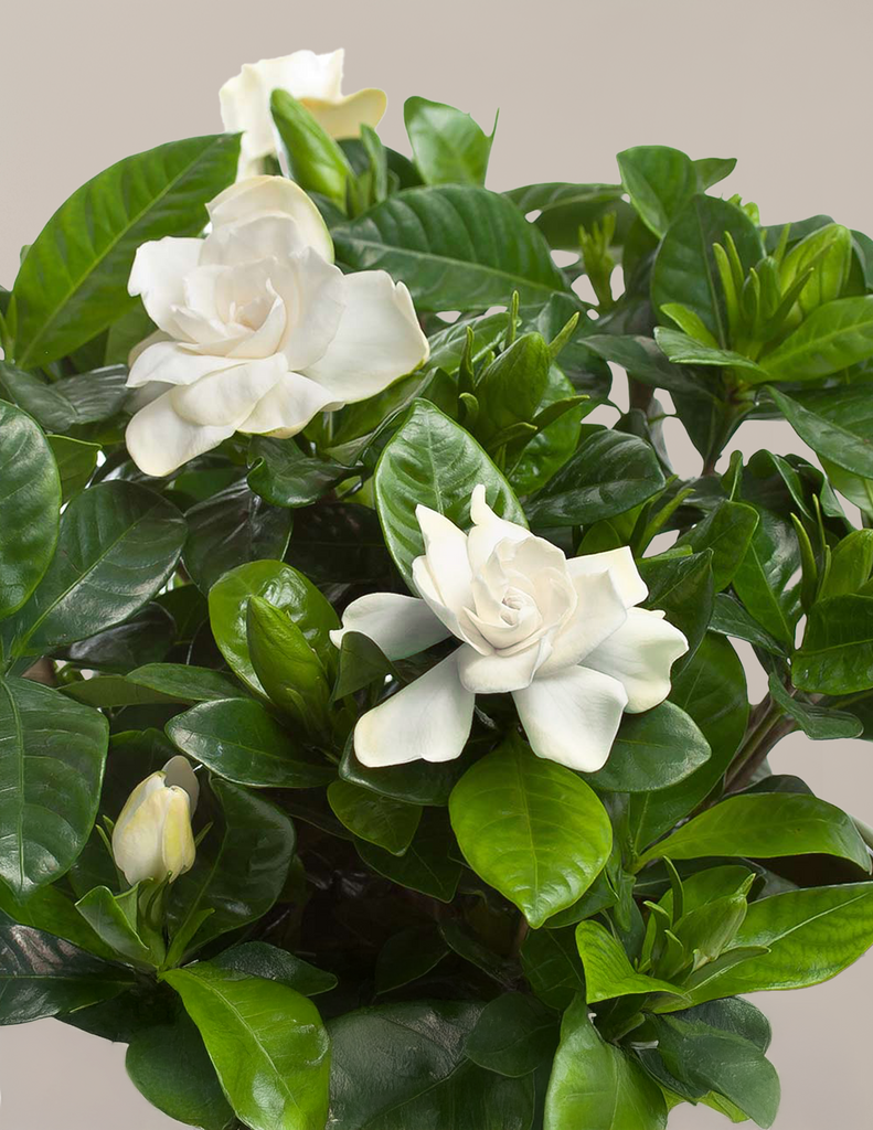 Gardenia Bush