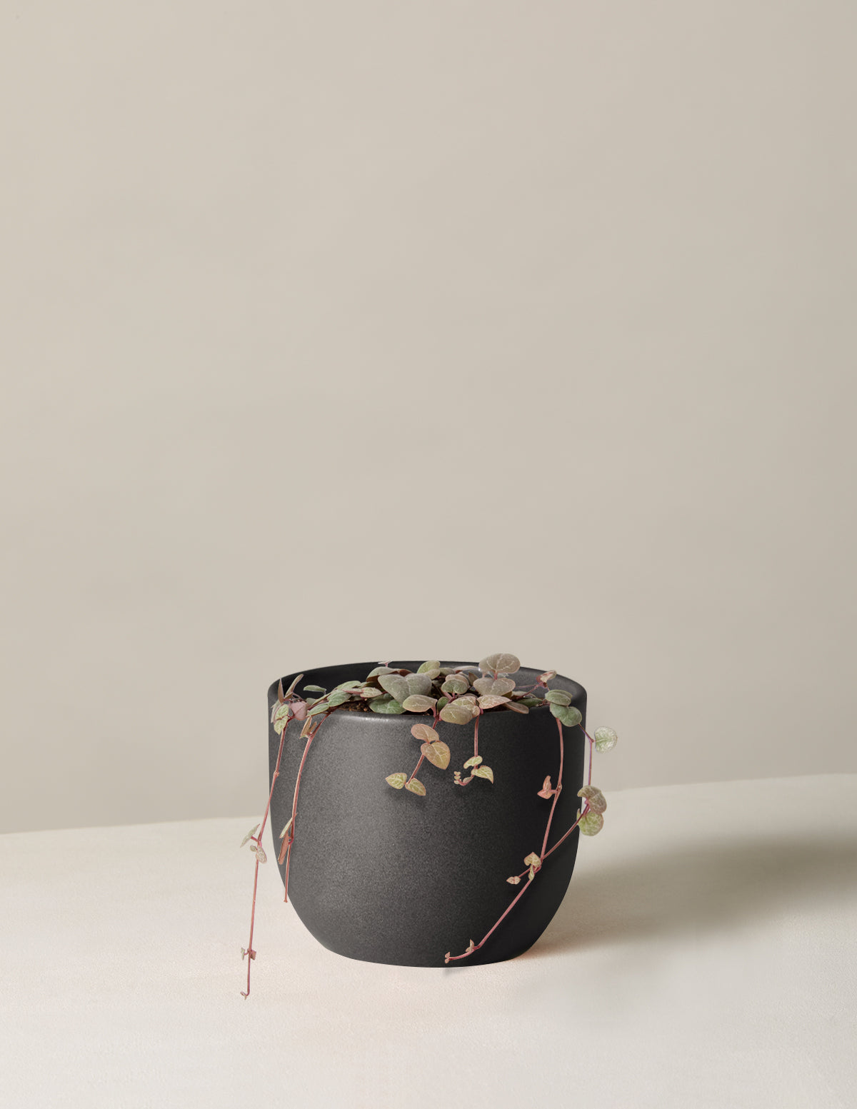 bundle | Small | Grant | Black