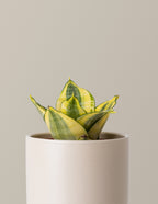 Snake Plant Hahnii Gold