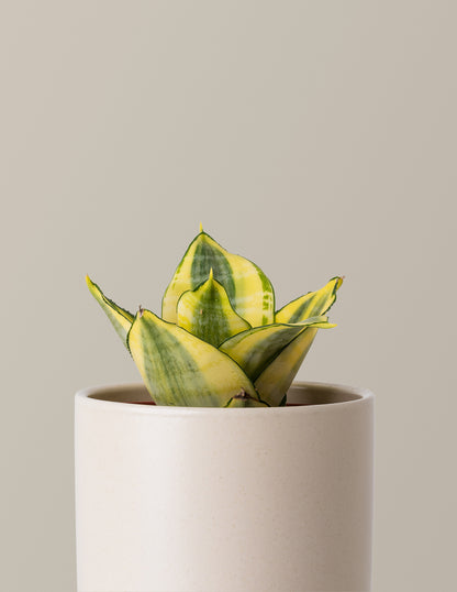 Snake Plant Hahnii Gold