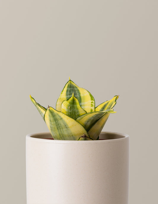 Snake Plant Hahnii Gold