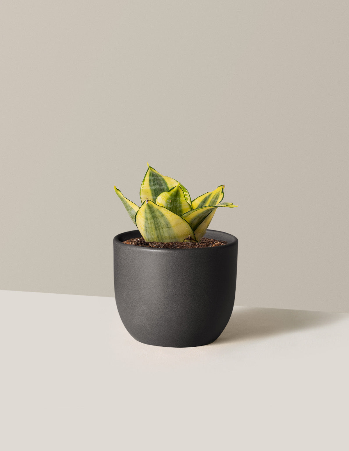 Snake Plant Hahnii Gold