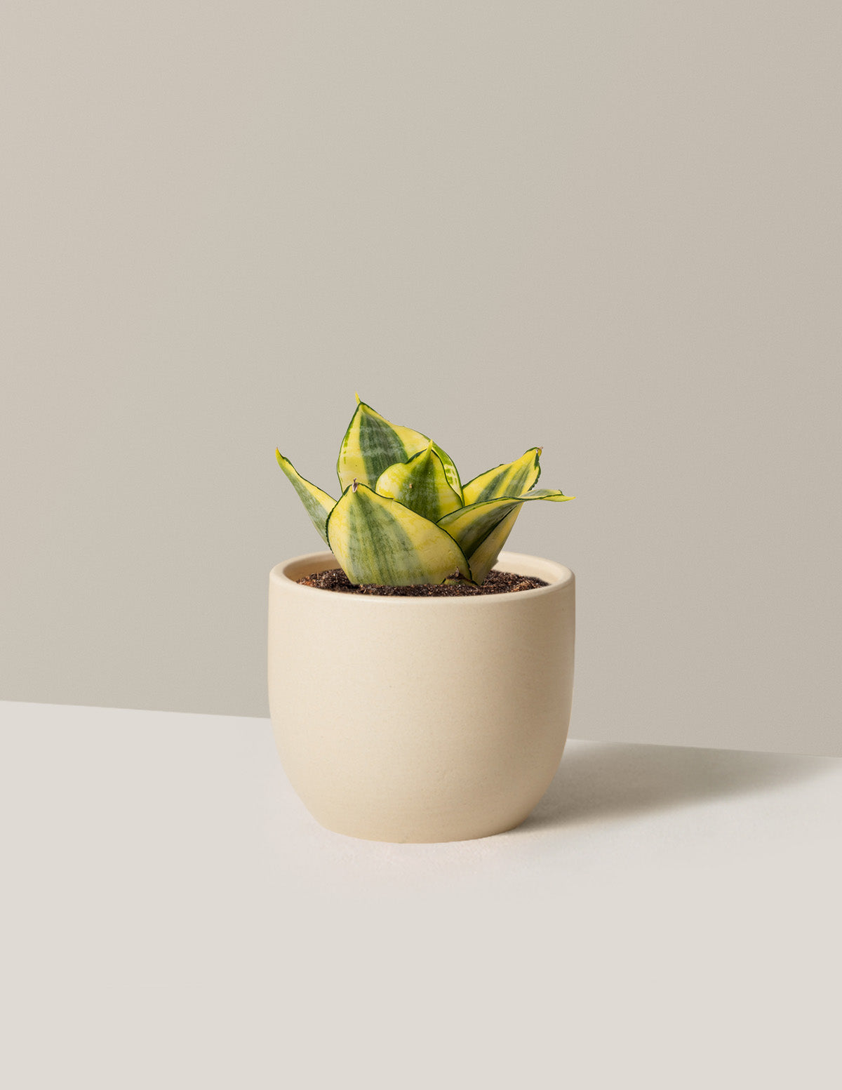 Snake Plant Hahnii Gold