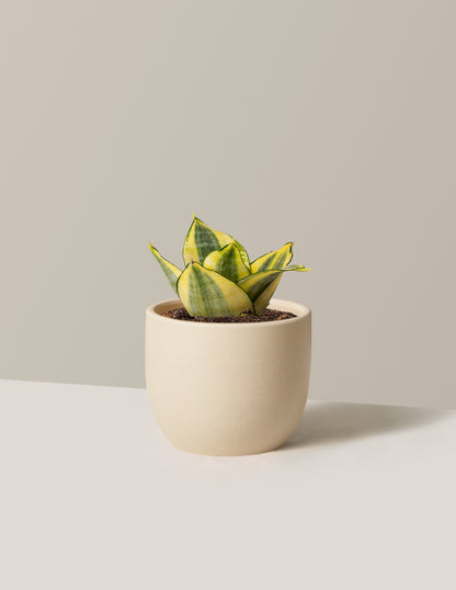 Snake Plant Hahnii Gold