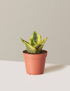 bundle | Small | Grow Pot