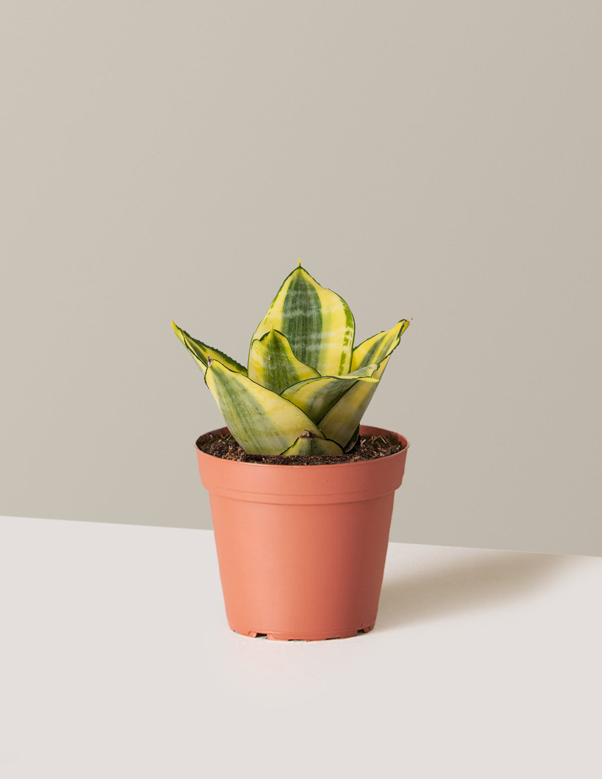 Snake Plant Hahnii Gold