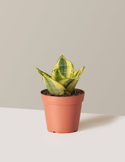 Snake Plant Hahnii Gold