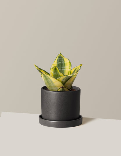 Snake Plant Hahnii Gold