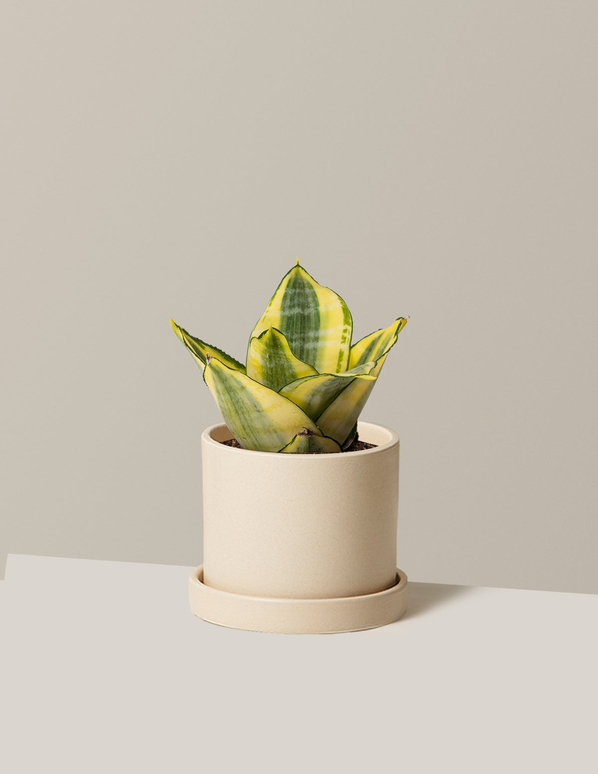 Snake Plant Hahnii Gold