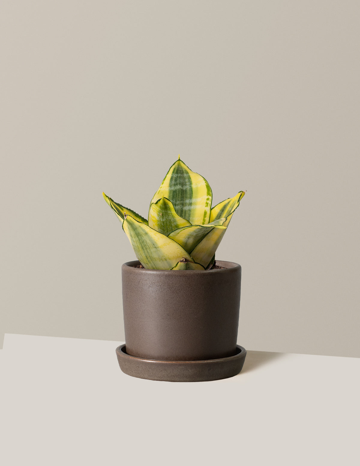 Snake Plant Hahnii Gold
