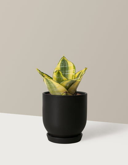Snake Plant Hahnii Gold