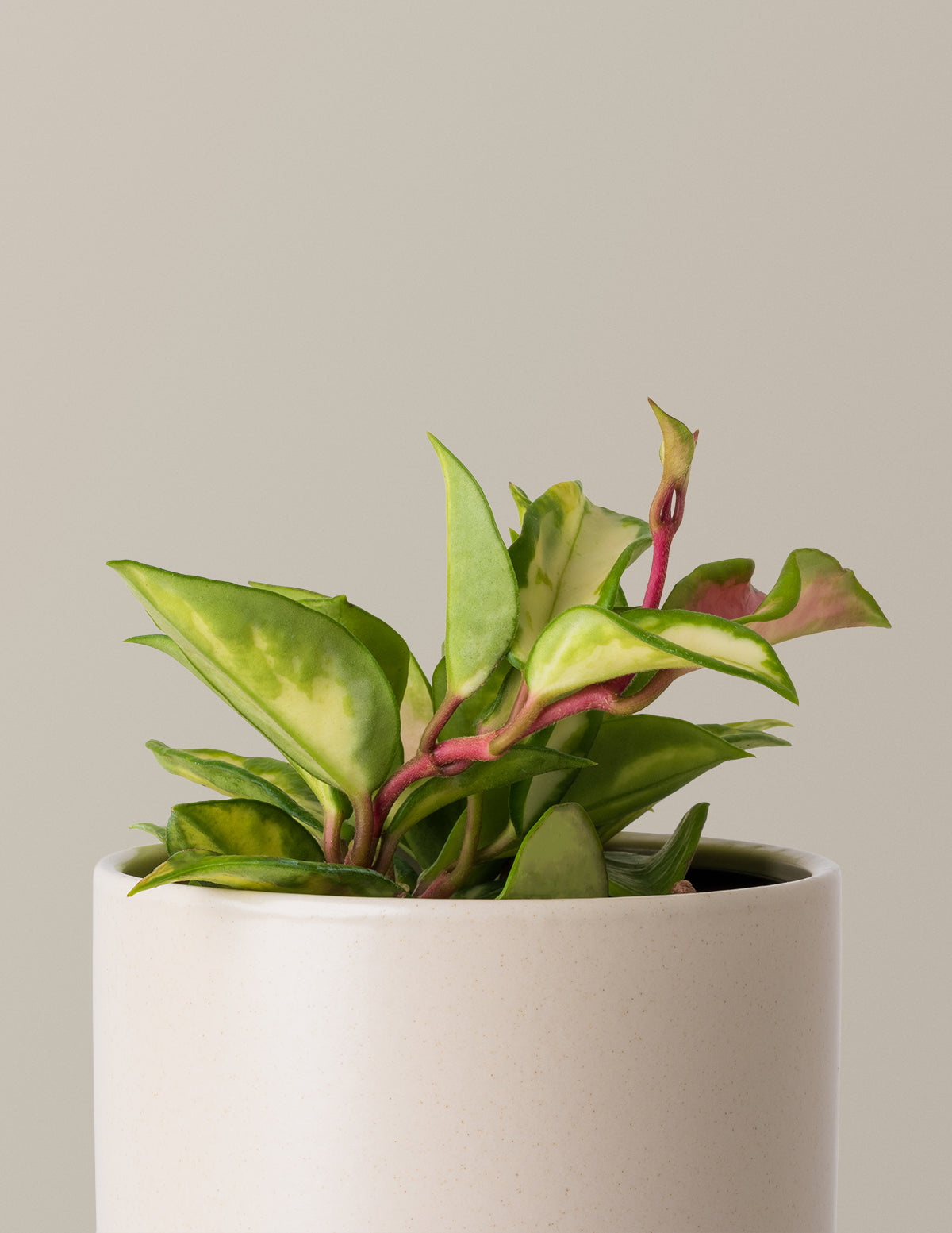 tricolor plant indoors Hoya Carnosa Tricolor Houseplant - Small (3-5 tall) Olive Planter