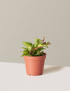 bundle | Small | Grow Pot
