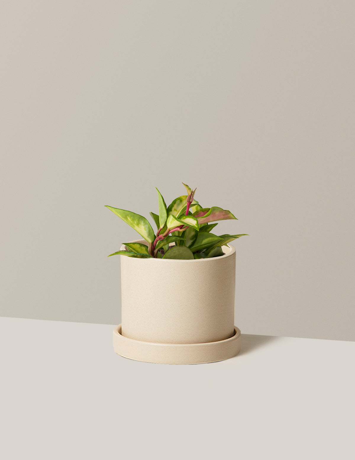 bundle | Small | Hyde | Cream