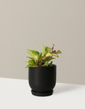 bundle | Small | Westcott | Black