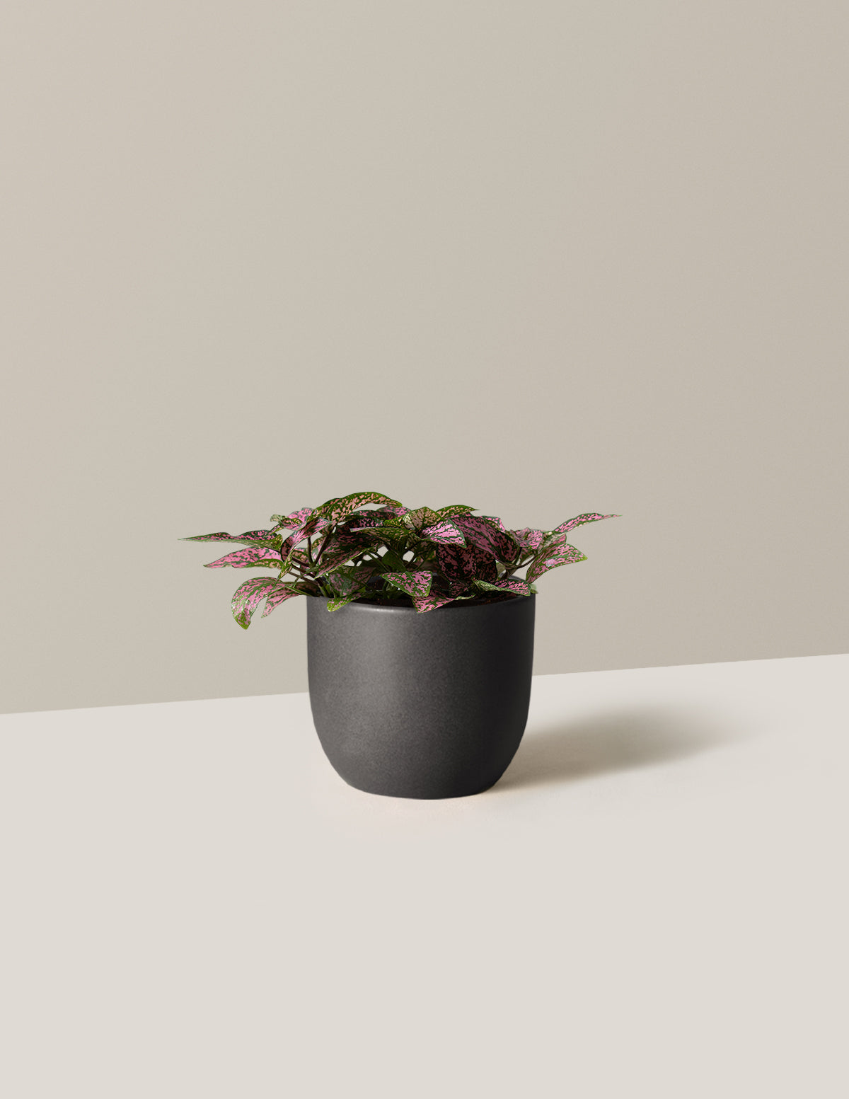 bundle | Small | Grant | Black