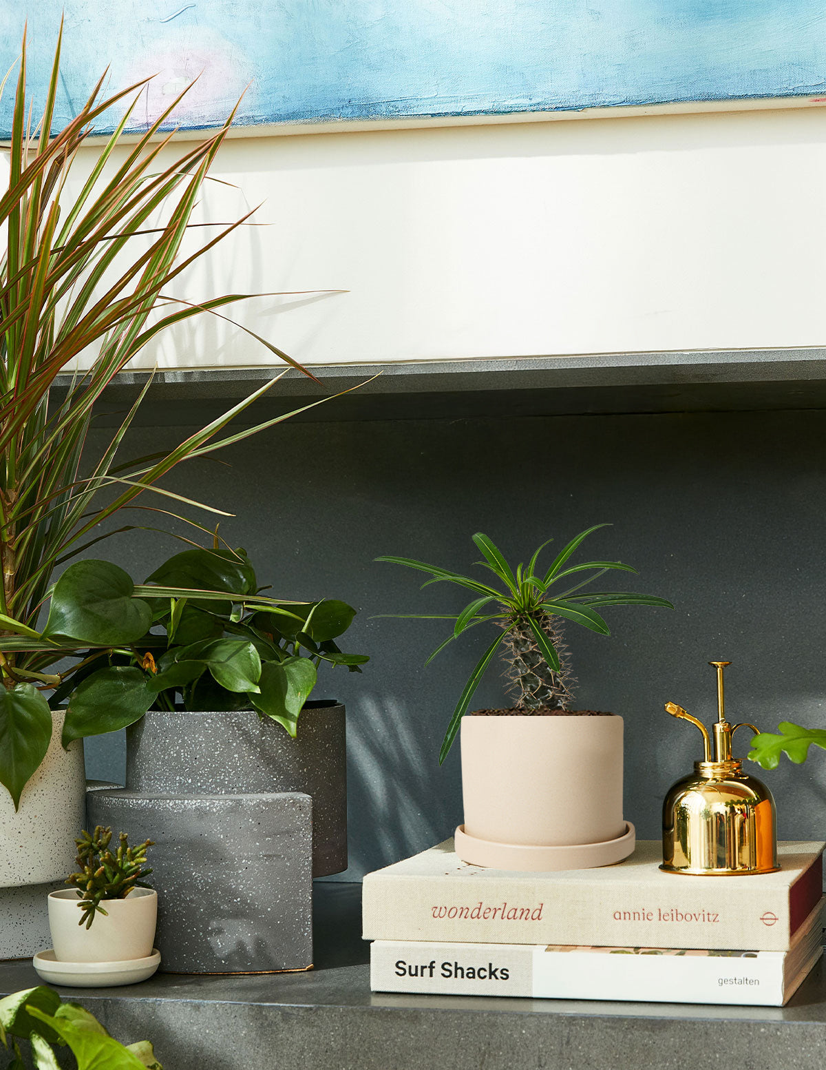 indoor plants near me now Madagascar Palm | Houseplants Safe for Pets Delivery