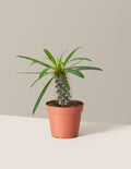 bundle | Small | Grow Pot