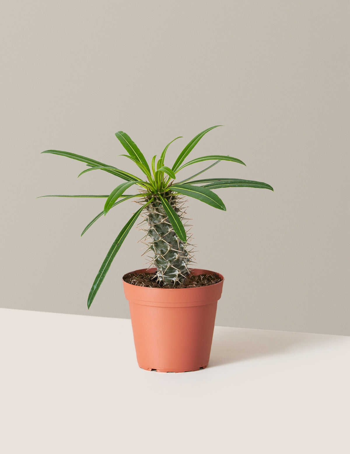 bundle | Small | Grow Pot