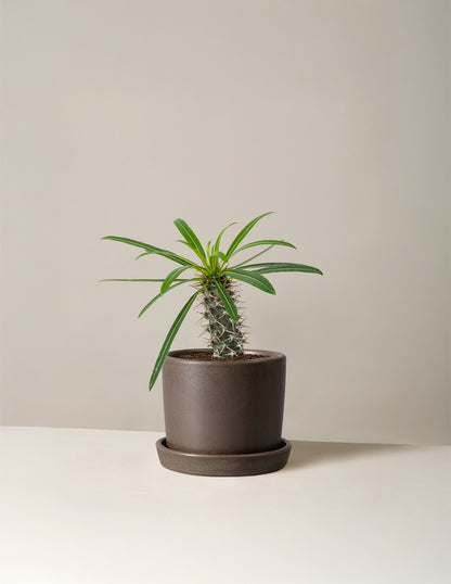 madagascar palm cats Madagascar Palm | Houseplants Safe for Pets Delivery
