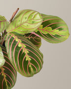 Red Prayer Plant