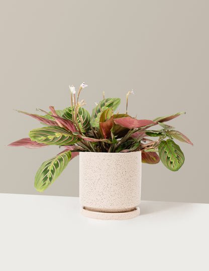 Maranta Red