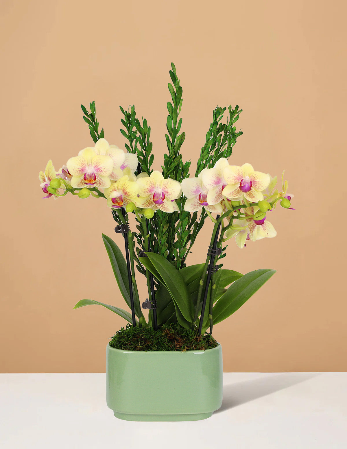 Small Double Orchid