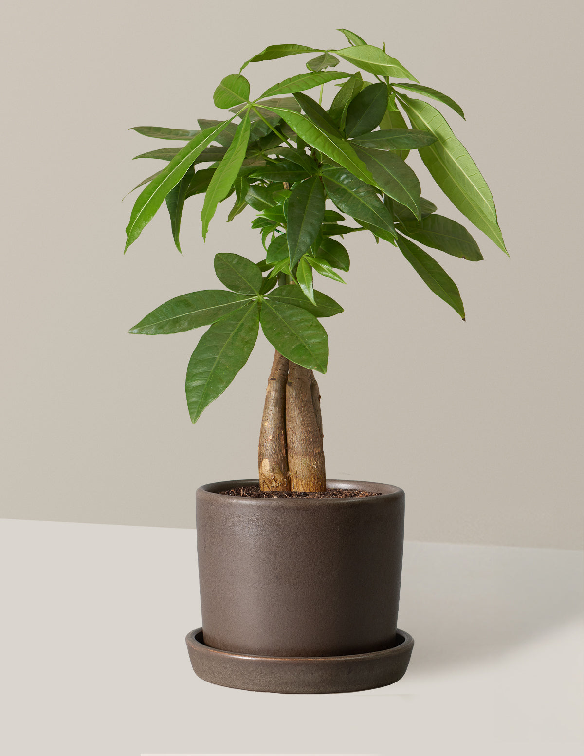 Money Tree Plant