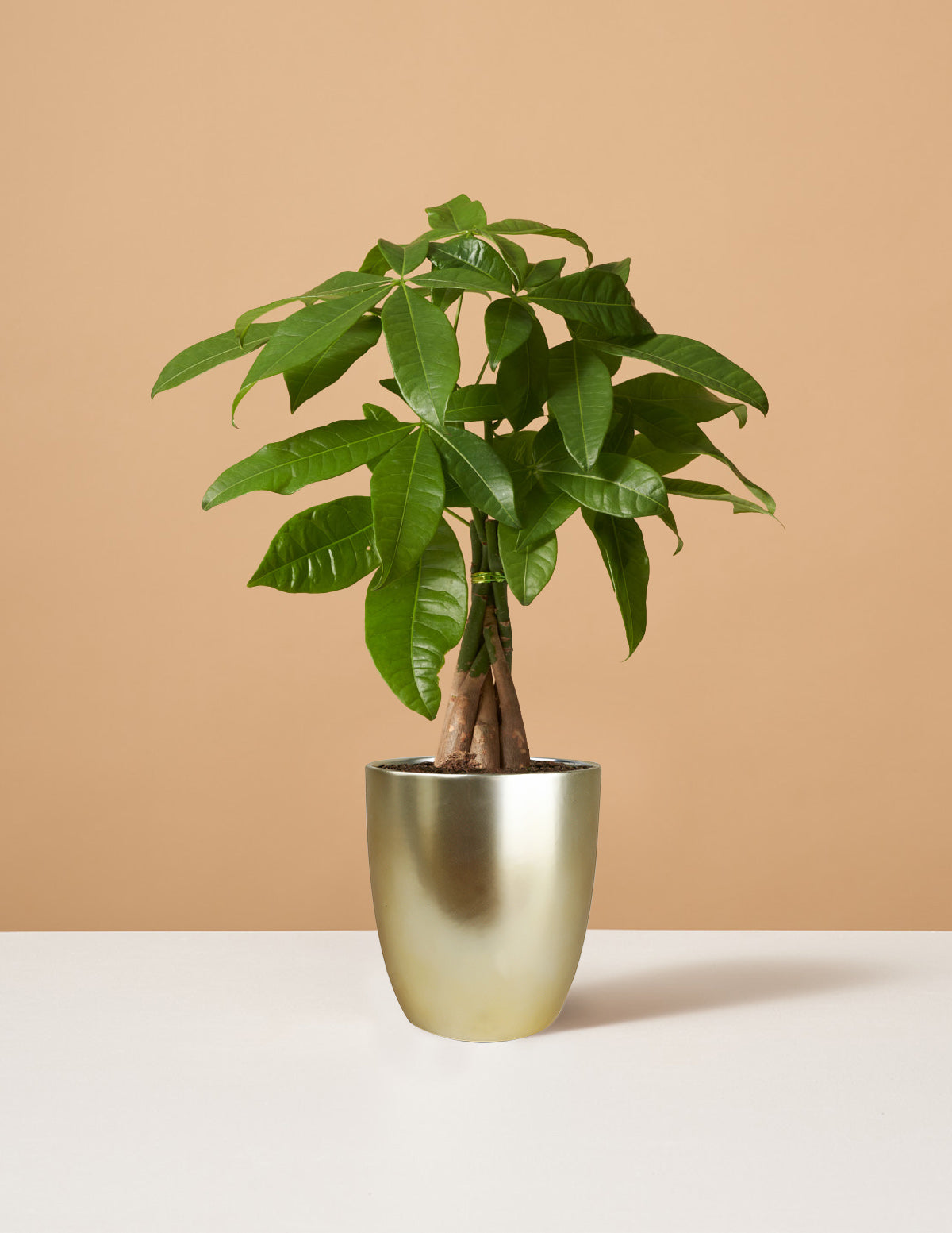 Money Tree Plant Tropical Indoor Plants Houseplants for Delivery