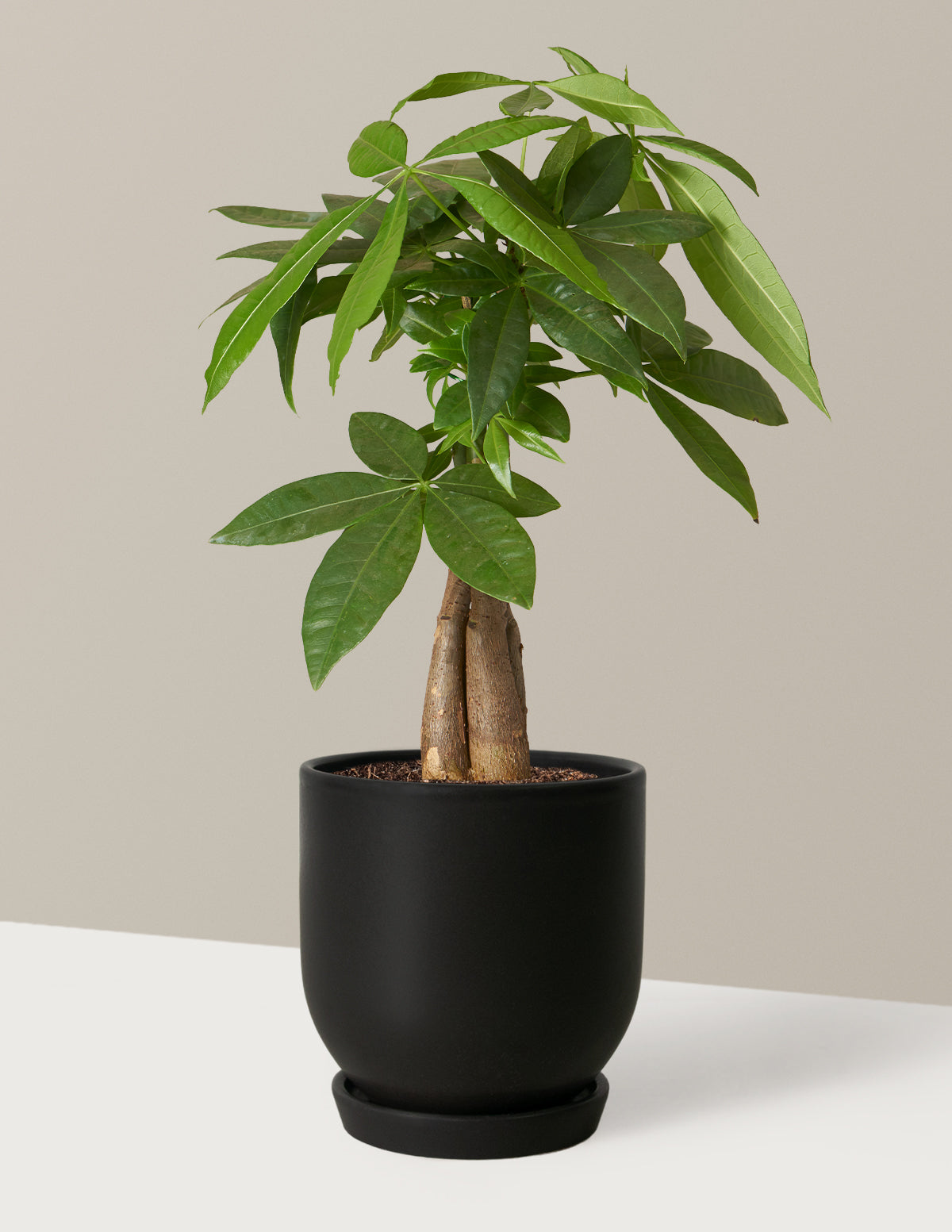 Money Tree Plant