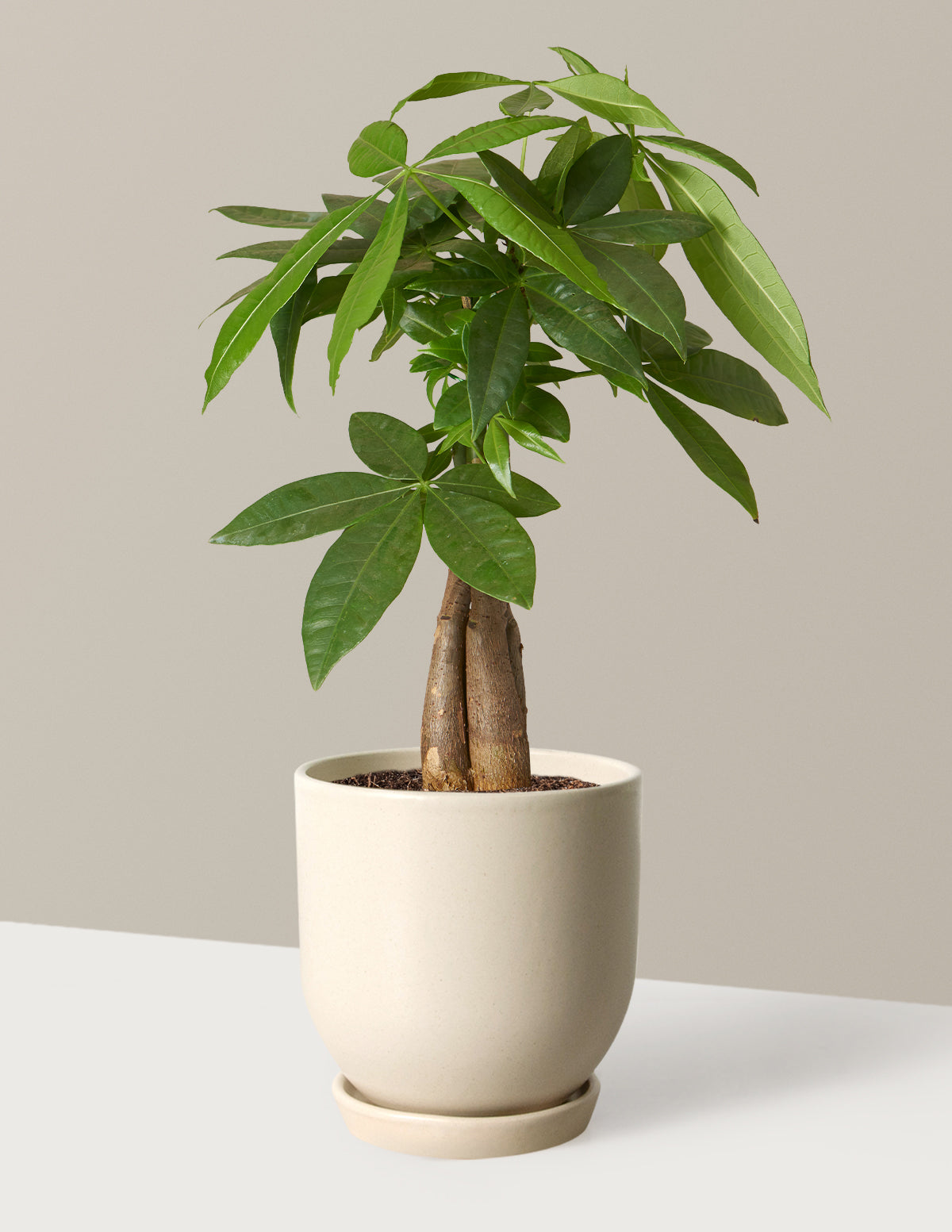 Money Tree Plant