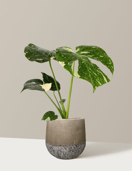 Monstera Thai Constellation