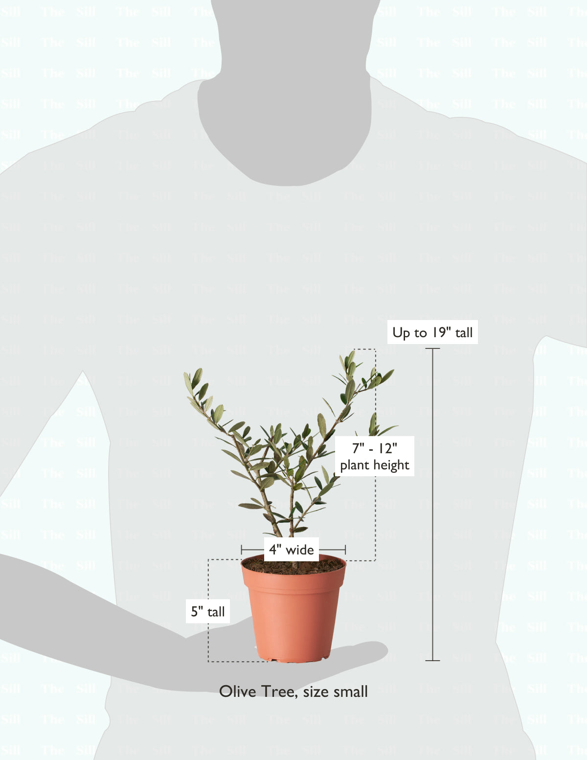 Olive Tree (Olea Europaea) Indoor Houseplant | Unique Plants for ...