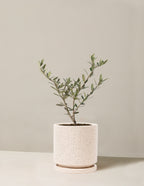 bundle | Small | Isabella | Sesame