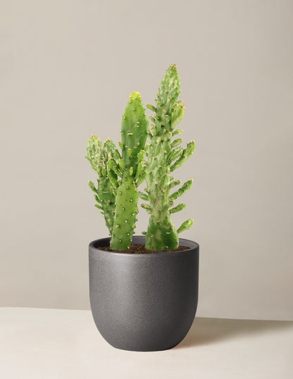 Variegated Prickly Pear Cactus ‘Joseph's Coat’