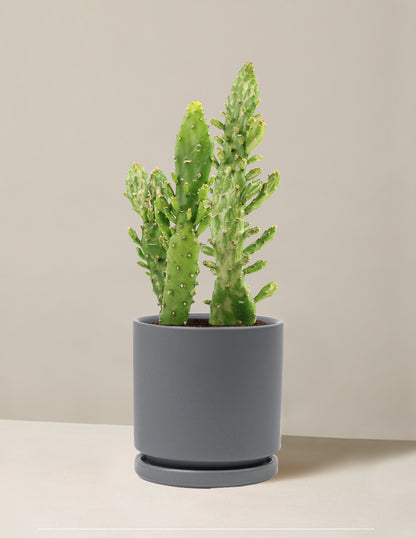 Variegated Prickly Pear Cactus ‘Joseph's Coat’