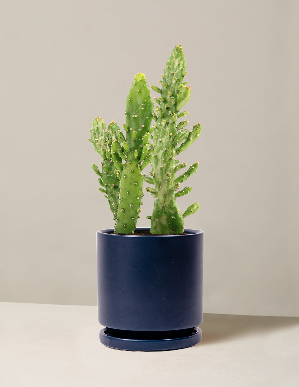 Variegated Prickly Pear Cactus ‘Joseph's Coat’
