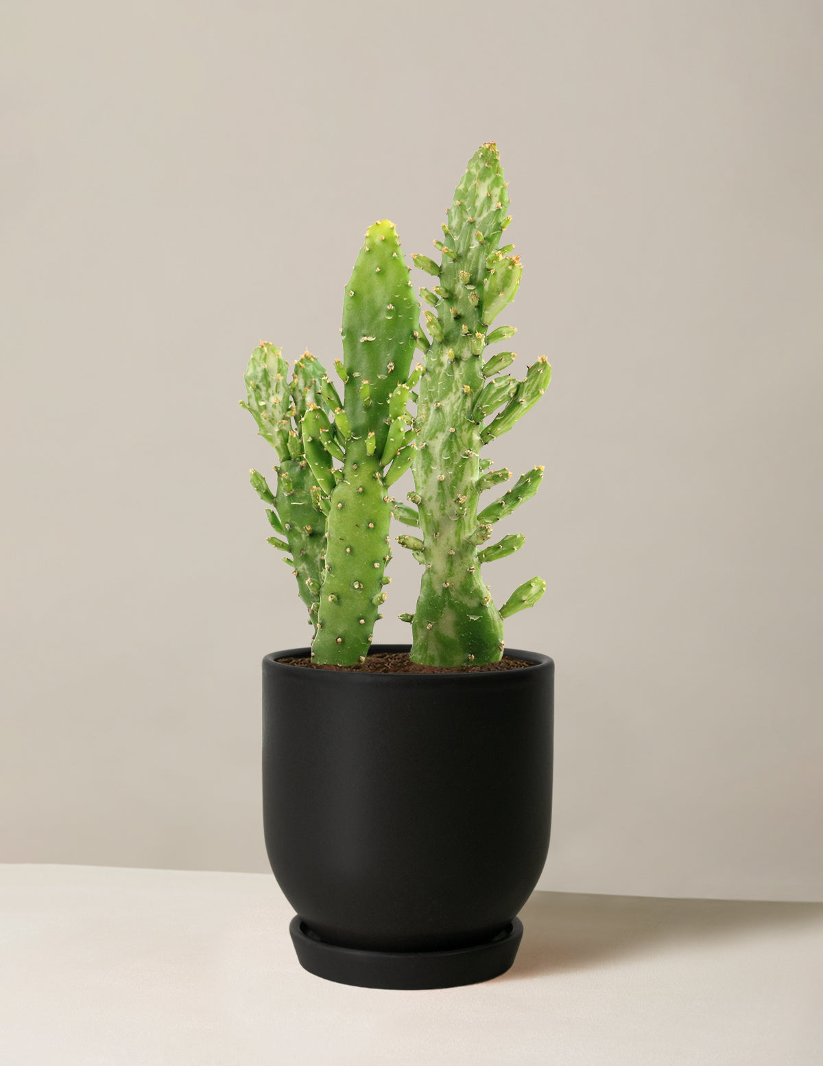 Variegated Prickly Pear Cactus ‘Joseph's Coat’