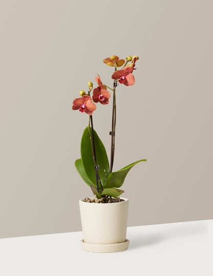 Sunrise Orchid