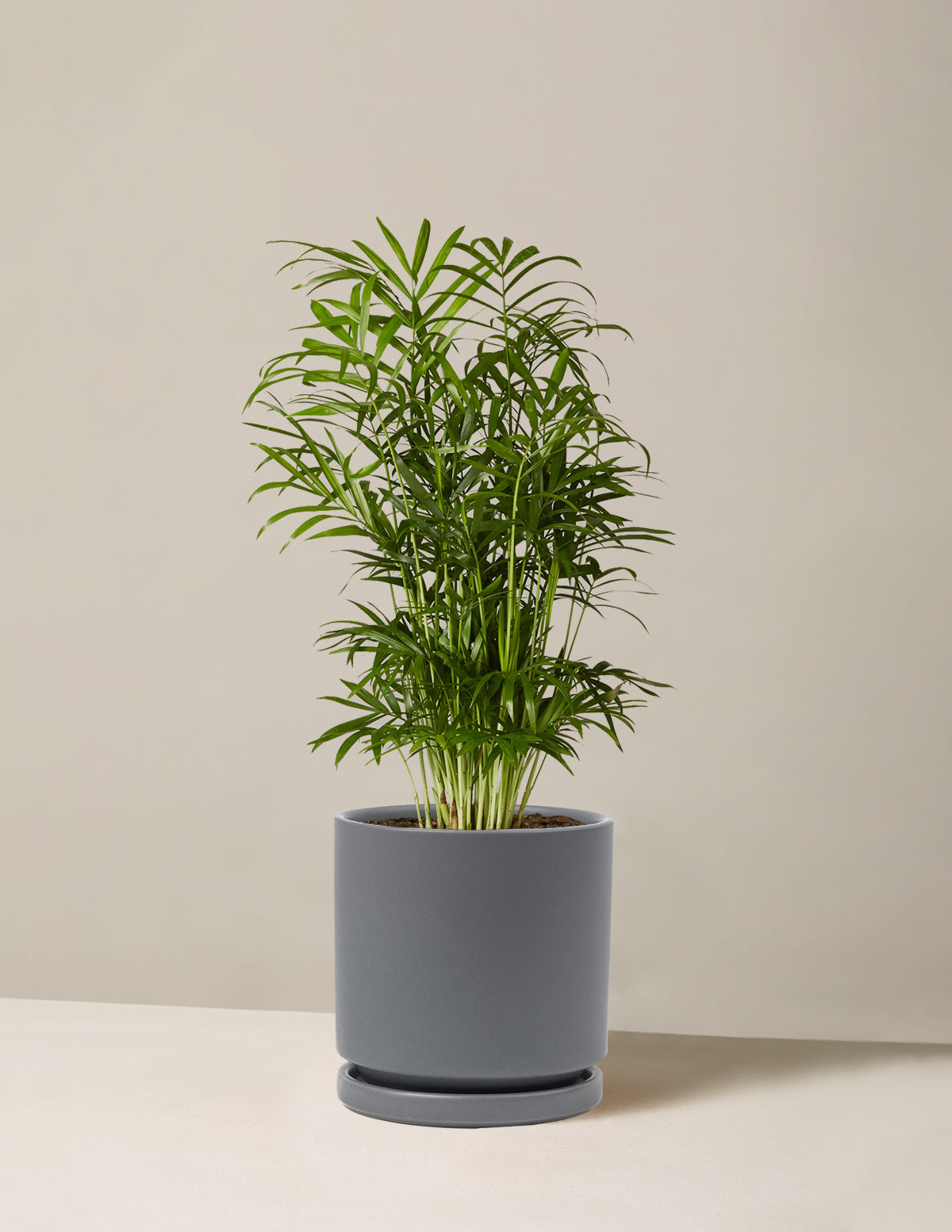 Large Parlor Parlor Palm | Tropical Indoor Plants & Houseplants Delivery | The Sill