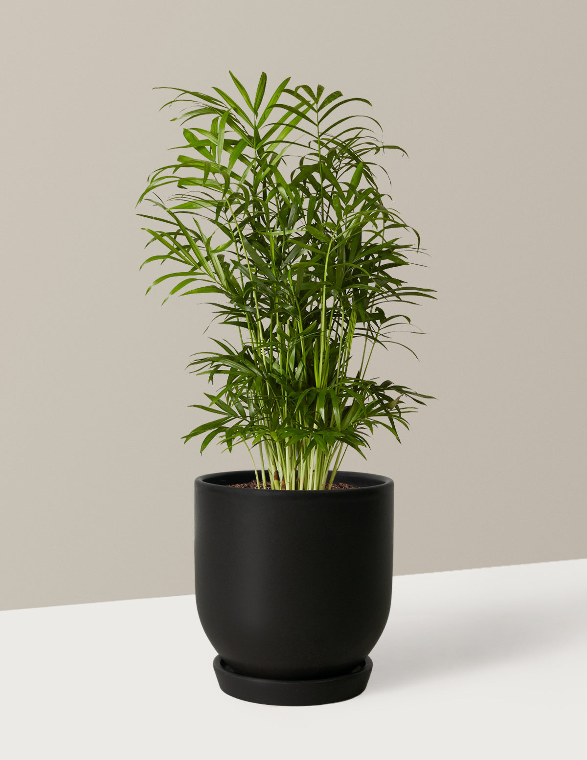 files/the-sill_Small-Parlor-Palm_Small_Westcott_Black_Variant.jpg