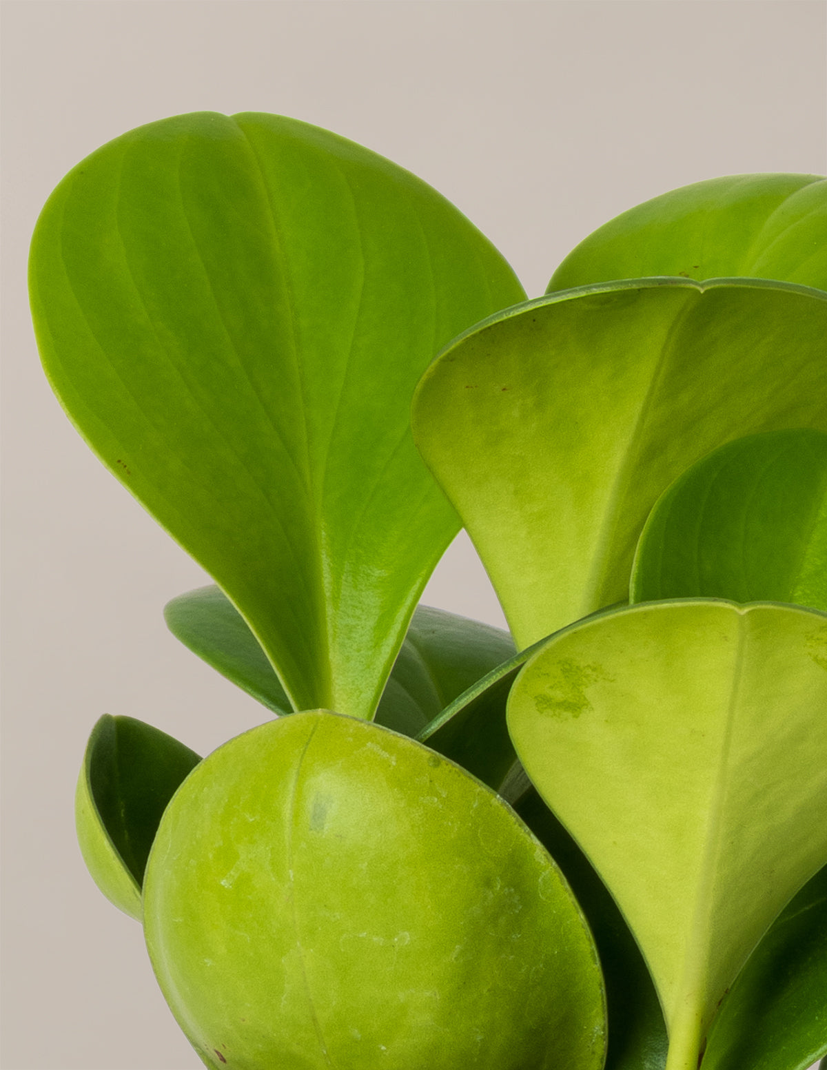 succulent soil for rubber plant Baby Rubber Plant with Planter - Medium (13-17" tall) Blush Planter