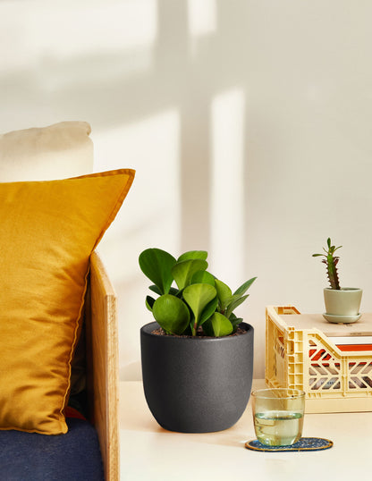 Small Grant Ceramic Planter Duo