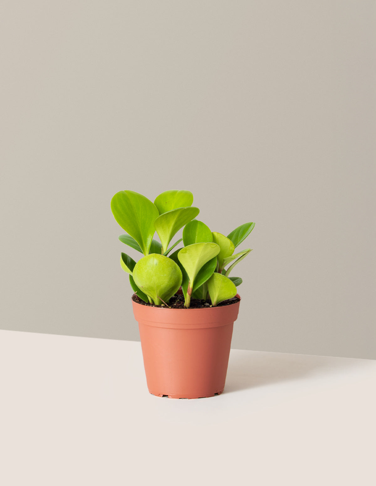 bundle | Small | Grow Pot