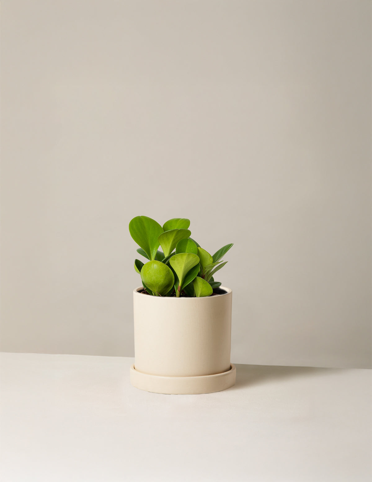 The Sill Rubber Plant
